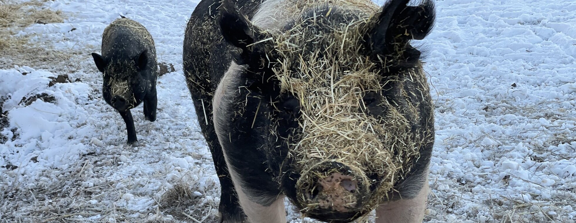 Hot Cocoa & Animal Snuggles